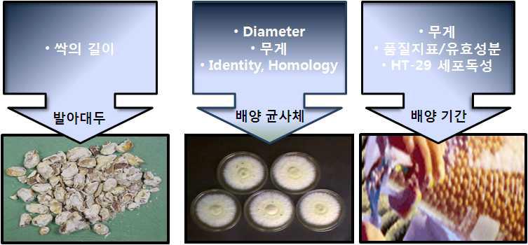 발아대두 동충하초의 배양공정 표준화 계획