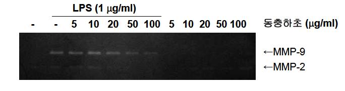 인간대식세포에서 LPS로 유도된 MMP-9의 활성저해 효과