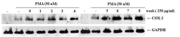 PMA로유도되는COX-2의발현저해