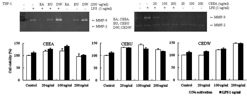 34대식세포에서(THP-1)에서LPS로유도한MMP-9발현및세포활성평가