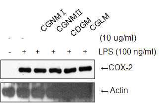 LPS처리한 RAW 264.7 세포에서 COX-2 단백질 발현에 미치는 CGNMⅠ, CGNMⅡ,CDGM, CGLM 효과