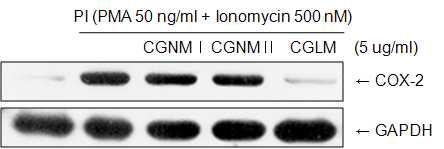 비만세포에서 PI로 유도된 COX-2의 발현 저해