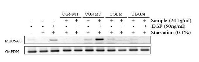 EGF로 유도된 MUC5AC의 mRNA 발현에 미치는 CGNM1, CGNM2, CGLM과 DGM의영향