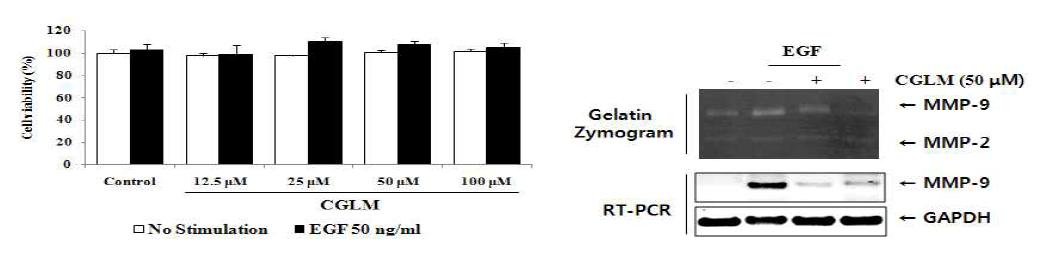 EGF로 유도된 MMP-9의 mRNA, 단백질 발현에 있어서 CGLM 효과