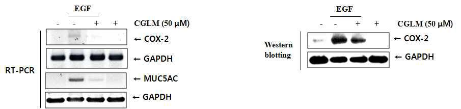 EGF로 유도된 MMP-9의 mRNA, 단백질 발현에 있어서 CGLM 효과