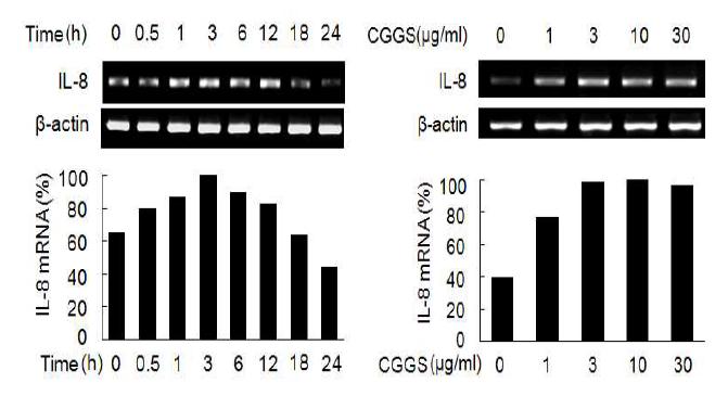 발아대두 동충하초 추출물이 호흡기 점막상피세포에서 IL-8 mRNA발현에 미치는 영향