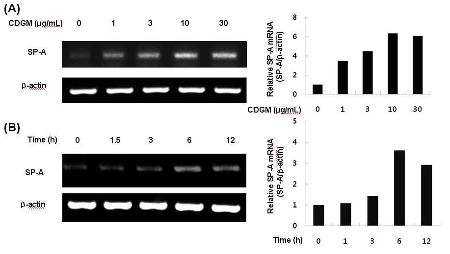 발아대두 동충하초 추출물의 단일물질(CDGM)이 호흡기 점막상피세포에서 SP-A mRNA발현에 미치는 영향; (A) CDGM농도에 따른 SP-A mRNA발현변화; (B) CDGM처리시간에 따른 SP-A mRNA발현변화