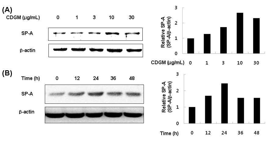 발아대두 동충하초 추출물의 단일물질(CDGM)이 호흡기 점막상피세포에서 SP-A 단백질발현에 미치는 영향; (A) CDGM농도에 따른 SP-A 단백질발현변화; (B) CDGM처리시간에 따른 SP-A 단 백질발현변화