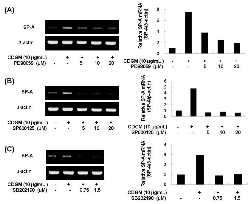 발아대두 동충하초 추출물의 단(C) p38활성에 미치는 CDGM의 영향일물질(CDGM)이 호흡기 점막상피세포에서 MAP kinase활성에 미치는 영향; (A) ERK활성에 미치는 CDGM의 영향; (B) JNK활성에 미치는 CDGM의 영향;(C) p38활성에 미치는 CDGM의 영향