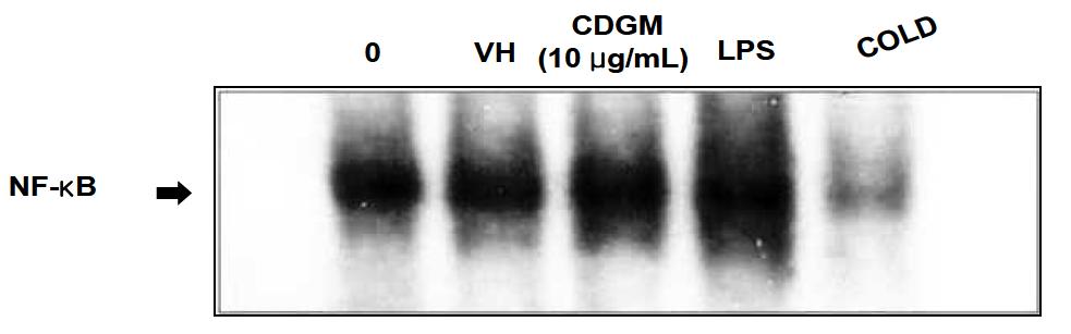 발아대두 동충하초 추출물의 단일물질(CDGM)이 호흡기 점막상피세포에서 SP-A발현과 관련된 전사인자활성에 미치는 영향; VH(Vehicle control): CDGM을 용해시킨 용제인 DMSO; LPS: 양성대조군으로 사용된 E. coli유래 lipopolysaccharide