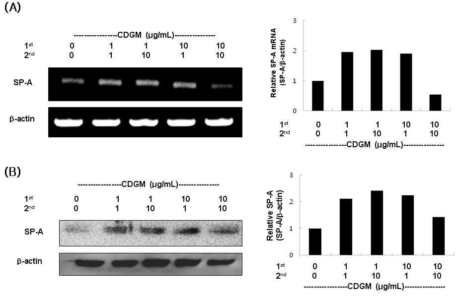 호흡기 점막상피세포에서 발아대두 동충하초 추출물의 단일물질(CDGM)의 고용량 또는 저용량 반복처리시 SP-A 발현 안정성에 미치는 영향; (A) mRNA수준에서의 SP-A발현 안정성평가; (B) 단백질수준에서의 SP-A발현 안정성평가