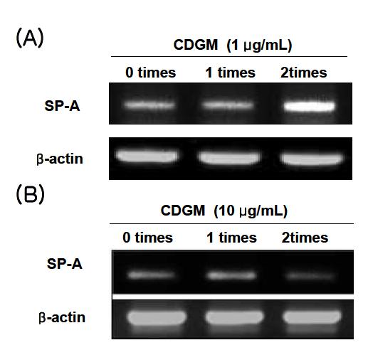 호흡기 점막상피세포에서 발아대두 동충하초 추출물 단일물질(CDGM)의 농도별 처리 횟수에 따른 CDGM의 효능극대화 조건탐색; (A) 저용량 CDGM처리횟수에 따른 SP-A발현 변화; (B) 고용량 CDGM처리횟수에 따른 SP-A발현변화