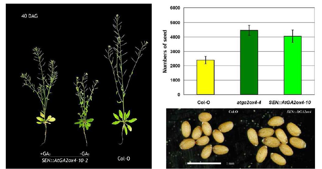 Phenotypic characterization of T2 transgenic plants transformed with the