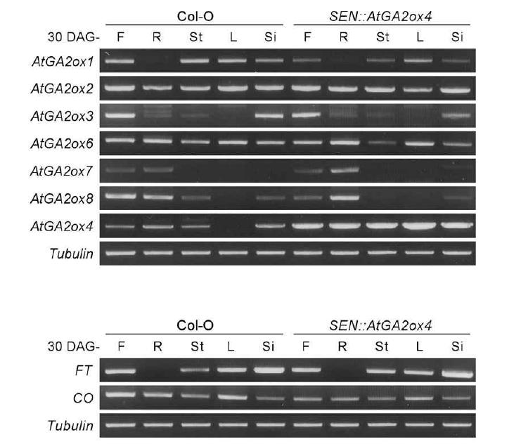 Transcript accumulations for GA 2-oxidase-related genes and flowering time-related genes in the various organs of Arabidopsis Col-0 and SEN::AtGA2ox4 plants