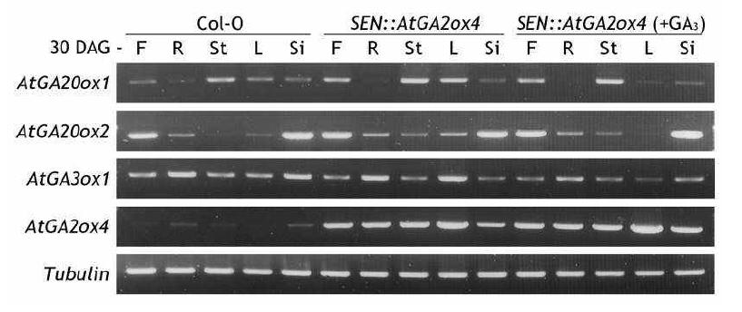 Transcript accumulations for feedback mechanism-related genes of GA metabolism in the various organs of Arabidopsis Col-0 and SEN::AtGA2ox4 plants