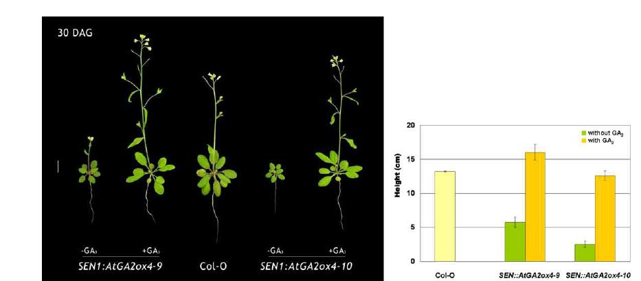 Responses of SEN::AtGA2ox4-9 and SEN::AtGA2ox4-10 mutants against GA3 treatment at 30 DAG (days after germination), respectively