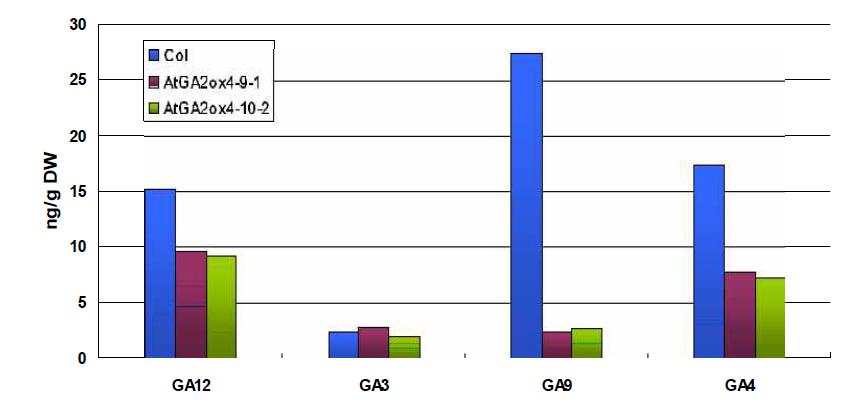 Changes of contents of GA12, GA3, GA9, and GA4 between Arabidopsis Col-0 and SEN::AtGA2ox4 plants