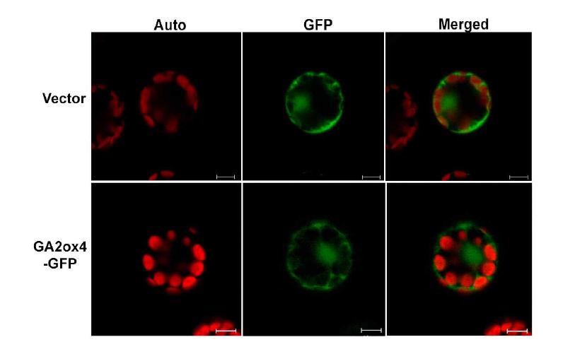 Nuclear and cytosol localization of GFP–AtGA2ox4.