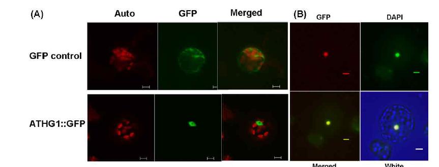 Reporter 유전자 GFP를 이용한 ATHG1의 세포내 위치(A)와 DAPI를 통한 핵내 발현 확인(B)