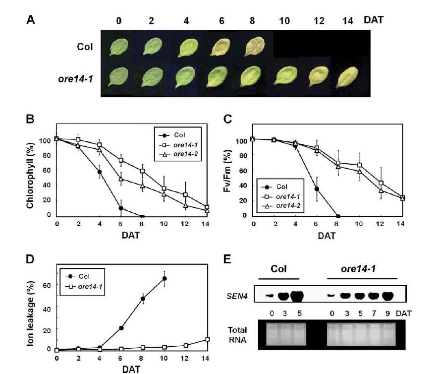 Delayed leaf senescence of ore14/arf2 mutants during dark-induced senescence.