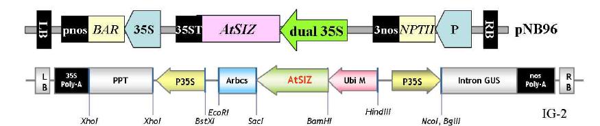 잔디 형질전환을 위한 AtSIZ에 대한 vector construct. pNB96-AtSIZ(위), IG-2::AtSIZ(아래)