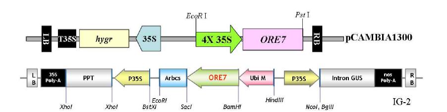 잔디 형질전환을 위한 ORE7에 대한 vector construct. 4X 35S::ORE7(위), IG-2::ORE7(아래)