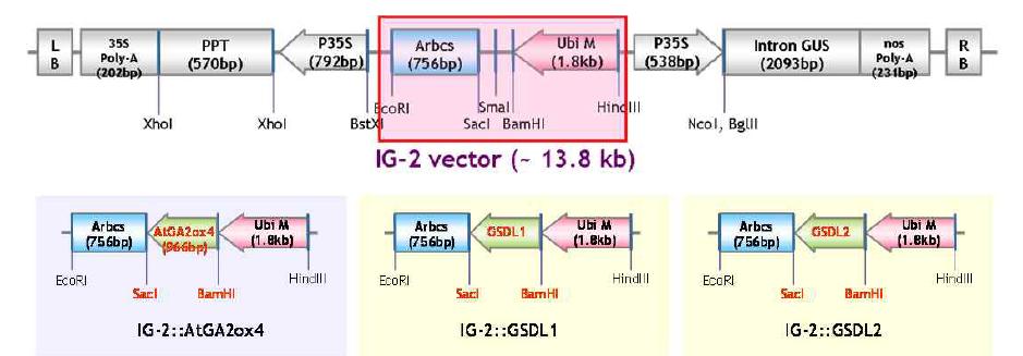 잔디 형질전환을 위한 AtGA2ox4, AtHG1(GSDL1), 그리고 GSDL2에 대한 vector construct