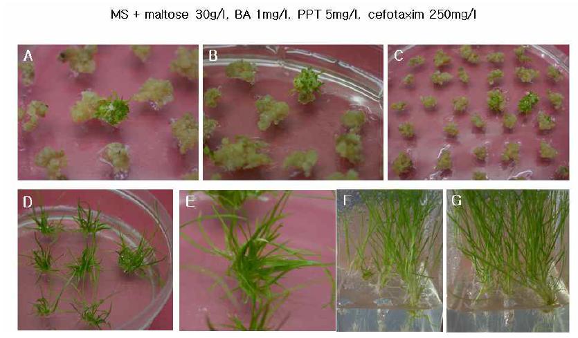 ORE7 유전자를 포함하는 아그로박테리움을bentgrass 캘러스에 감염시킨후 선발배지에서 형성된 형질전환체