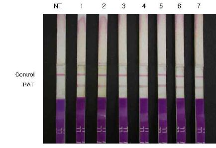 ORE7 유전자를 도입시킨 creeping bentgrass 형질전환식물의 PAT 단백질 분석
