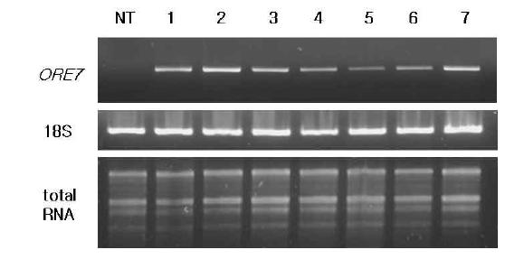 RT-PCR 방법을 이용한 형질전환 Creeping bentgrass의 ORE7 유전자 발현 분석.