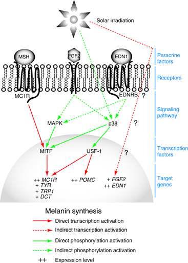 Melanin synthesis related MITF gene.