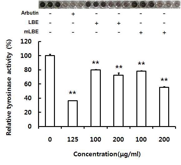 The tyrosinas activity in B16 cells incubated with wild and mutnat type of lemonbalm extract.