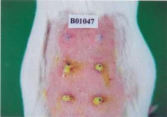 Guinea pig treated intradermally with 2 % DMSO + FCA, herb extraet and herb extraet + FCA.