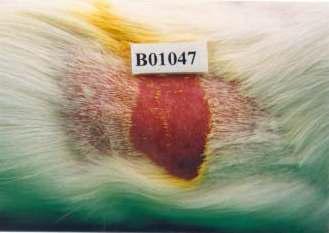 Reaction state of guinea pig observed at 24 hours after topical application of herb extraet (0.2 ml/animal). Intensive allergy reaction was observed.