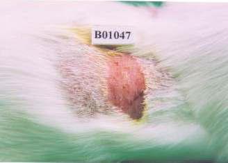 Reaction state of guinea pig observed at 48 hours after topical application of herb extraet (0.2 ml/animal). Intensive allergy reaction was observed.