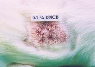 Reaction state of guinea pig observed at 48 hours after topical application of 0.1% DNCB (dinitrochlorobenzene in 10% PG) (0.2 ml/animal). Intense redness, schar & edema were observed.
