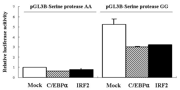 C/EBPα와 IRF2에 의한 serine protease 발현 분석