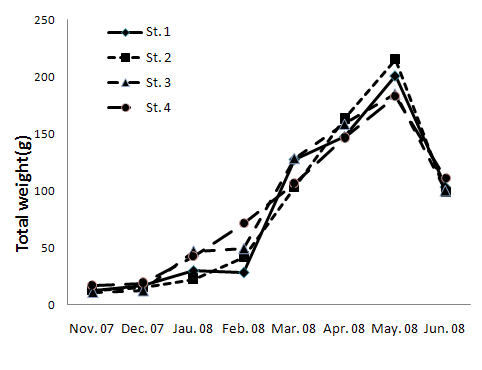 Monthly variations of Sargassum total length in Gamak Bay from November 2007 to June 2008.