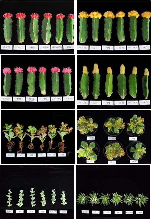 Comparision of growth and quality on treatment of light sources