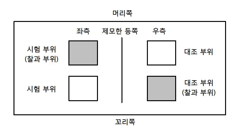 피부 적용 부위의 위치