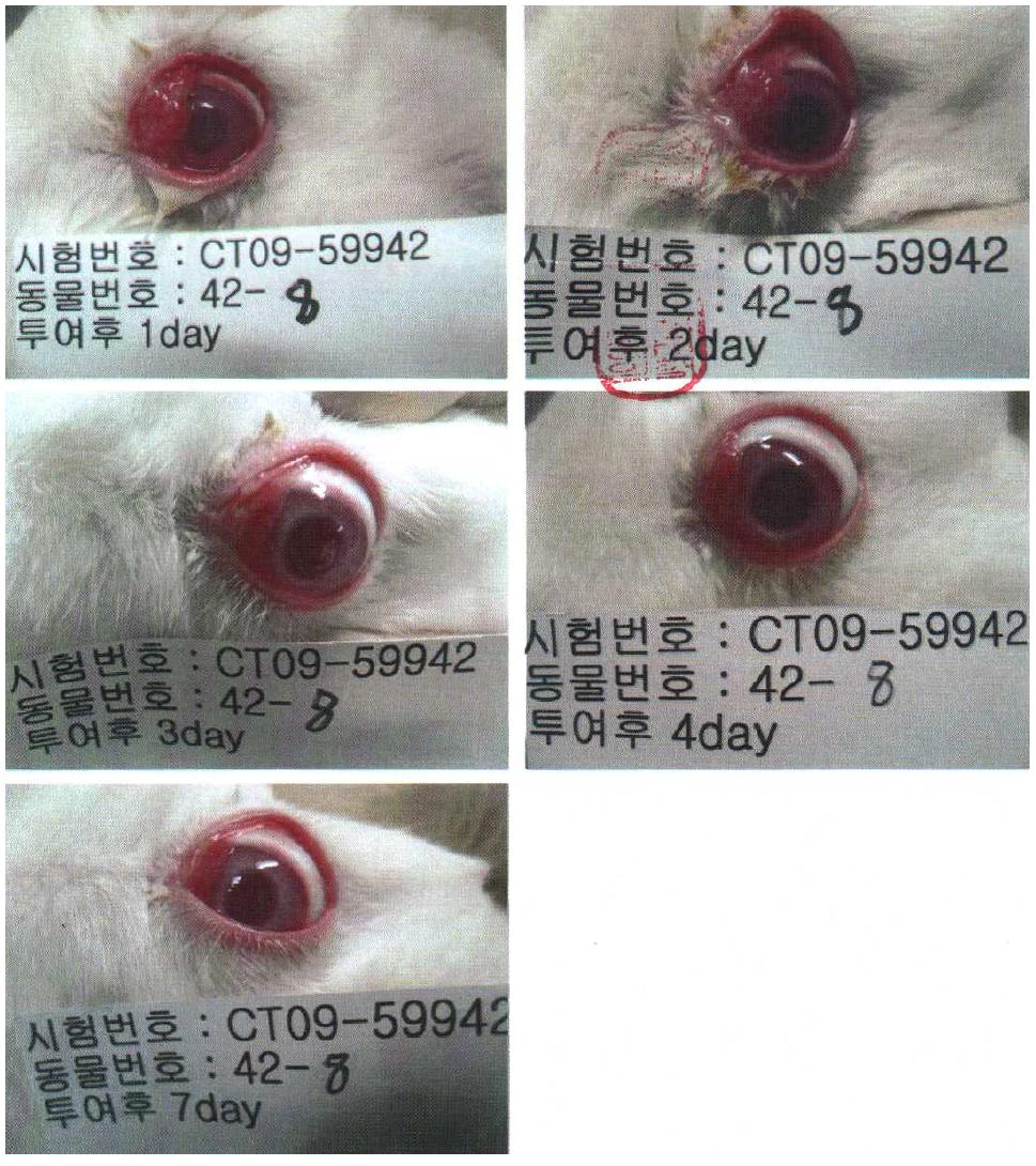 주정 59% + 알로에베라 40% + 정향추출물 1% 처리 1, 2, 3, 4, 7 일 후 안점막자극 반응