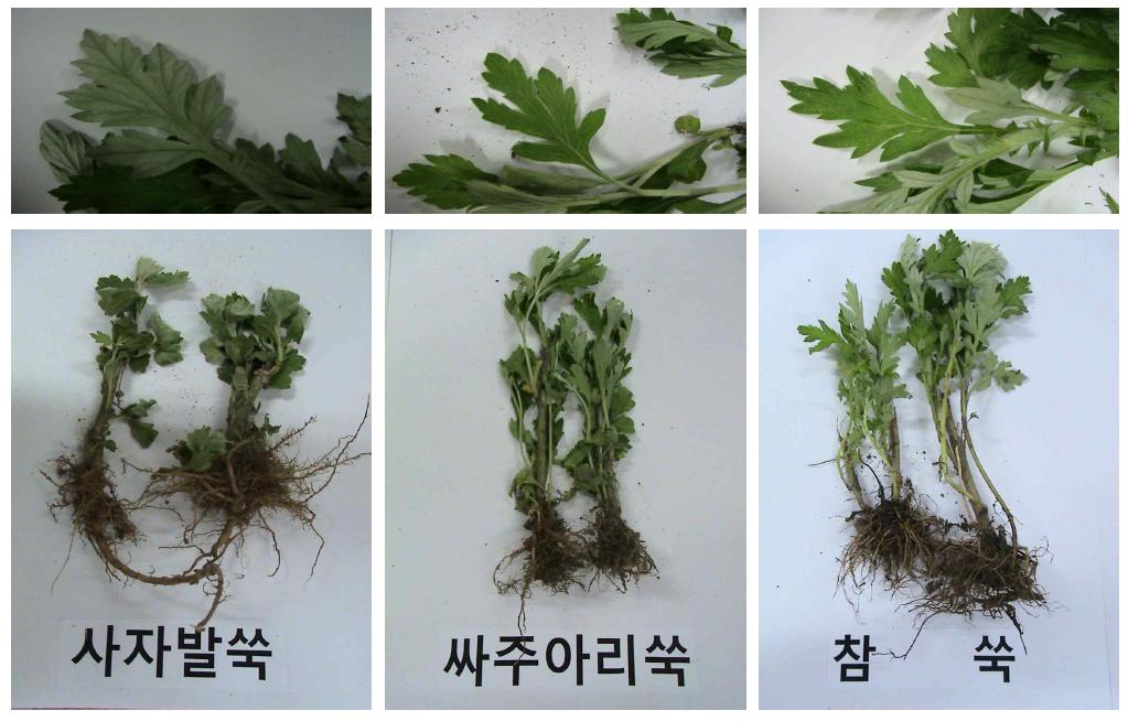 본 연구에 활용된 강화도산 사자발쑥, 싸주아리쑥, 참쑥