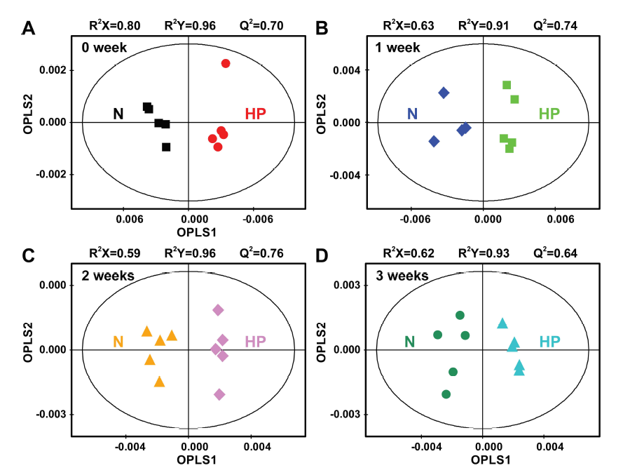 OPLS-DA score plots derived from the 1H-NMR spectra of normal (N) and high pressure (HP) -treated meju at each incubation time of 0 (A), 1 (B), 2 (C), and 3 (D) weeks, showing the comparisons of metabolites between normal and HP-treated meju starters at each incubation time