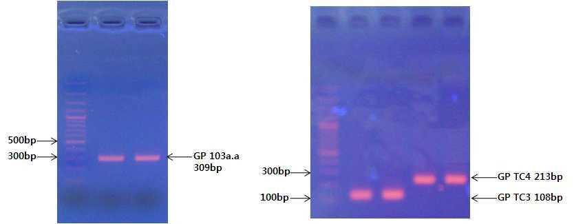 G protein PCR 전기 영동 사진