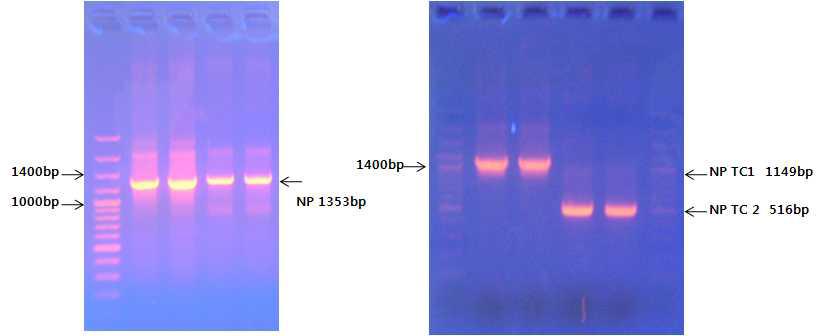 N protein PCR 전기 영동 사진