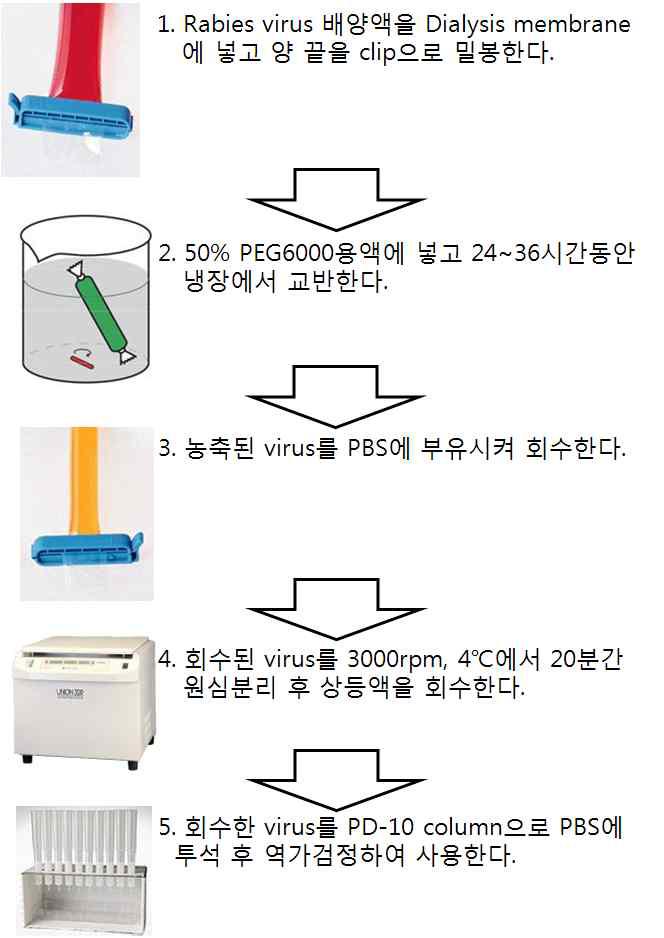 Rabies 바이러스 농출 과정