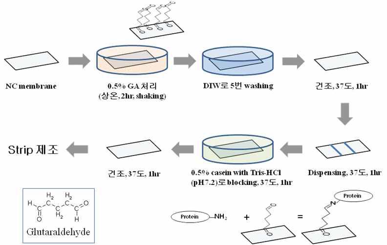 Glutaraldehyde를 이용하여 화학적으로 표면을 처리한 NC 멤브레인 제조과정.