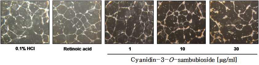 Inhibition of cyanidin-3-O-sambubioside on HUVEC tube formation on Matrigel