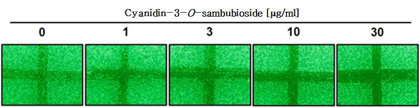 Anti-metastatic activities of the extracts of cyanidin-3-O-sambubioside on the human breast cancer cell line, MDA-MB-231