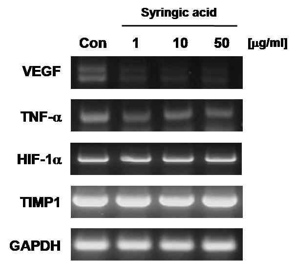 Effects of syringic acid on VEGF, HIF-1α, TIMP1 and TNF-a in MDA-MB-231